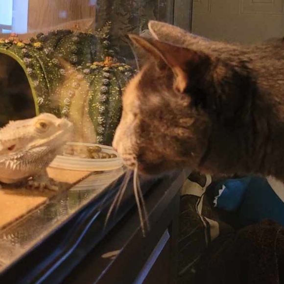 Wheatbp - Picture 1 of 1